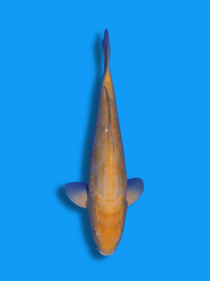 Doitsu Karashigoi | Koi&Co.